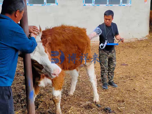 牛用B超对肉牛肉质的超声检测
